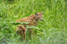 NP Bayerischer Wald_Luchs_D8B0254